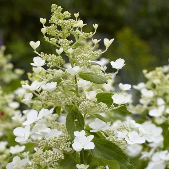 Hydrangea paniculta Levana